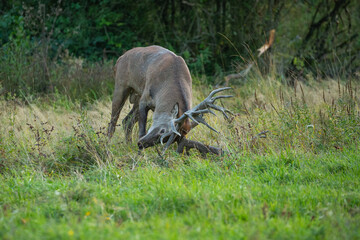 Red deer in the nature habitat during the deer rut