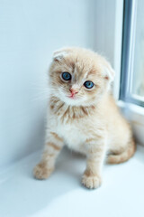 British little playful kitten at home near the window