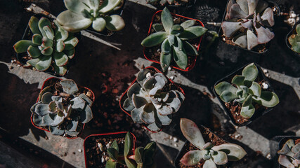 abstract background with flowers