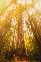 Fototapeta na wymiar Giant sequioa trees in the Redwood Forest National and State Park, California