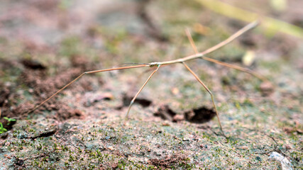 wood locust