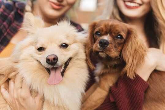 Two female friends in their twenties playing with their dogs outside in autumn