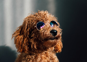 Adorable caniche puppy