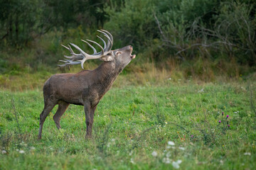 Red deer in the nature habitat during the deer rut