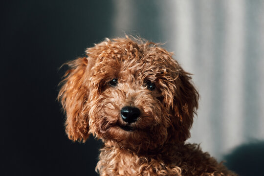 Adorable caniche puppy