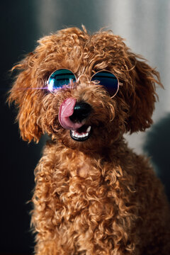 Adorable caniche puppy