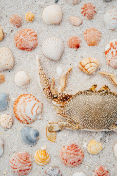 Close up of Crab and Shells