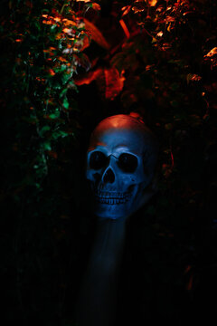 Halloween Horror Concept
