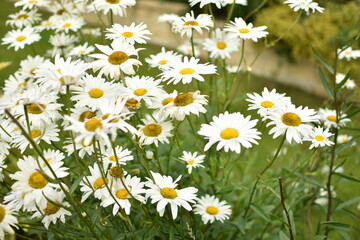 some fresh and some almost faded daisies in a garden