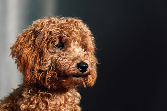Adorable caniche puppy