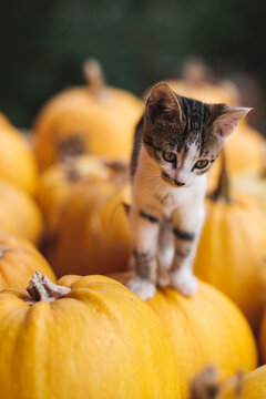 Kitty Standing On The Pumpkin
