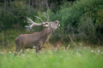 Obraz na płótnie Canvas Red deer in the nature habitat during the deer rut