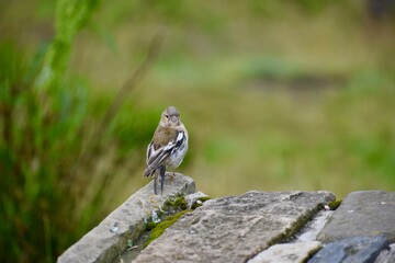 Little chaffinch bird on a stone looking around