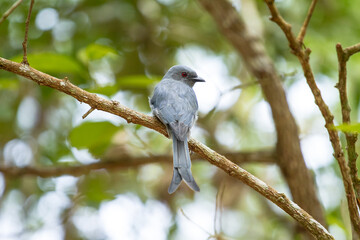 Ashy Drongo bird on branch
