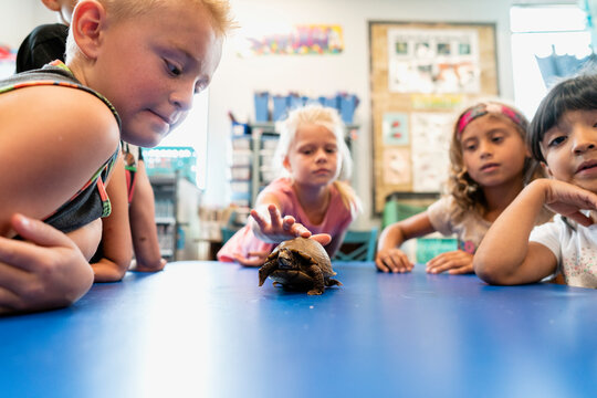 Students in Classroom with Tortoise