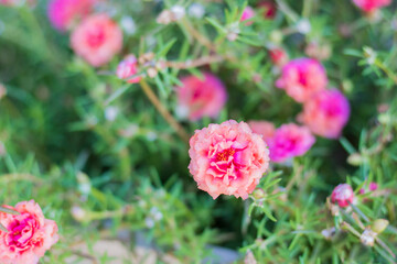 Pink ten o'clock flowers