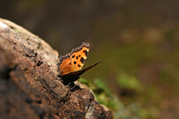 butterfly sunbathing on a tree