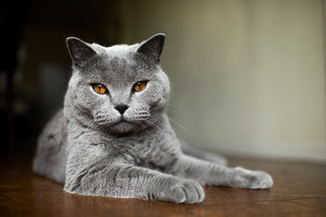 British Shorthair Cat