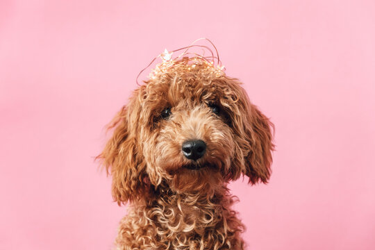 Adorable caniche puppy