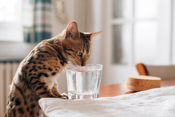 Bengal cat drinking glass of water in kitchen