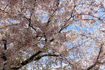 妙蓮寺境内の桜