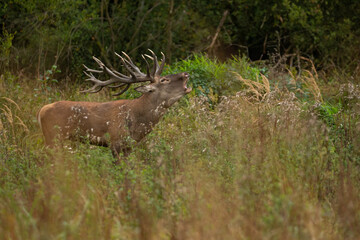 Red deer in the nature habitat during the deer rut