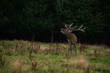 Red deer in the nature habitat during the deer rut