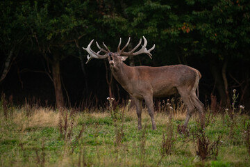 Naklejka na ściany i meble Red deer in the nature habitat during the deer rut