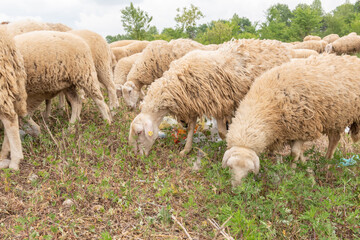 Sheep grazing in a meadow full of rubbish. Concept of environmental pollution, danger to animals.