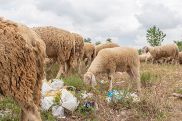 Sheep grazing in a meadow full of rubbish. Concept of environmental pollution, danger to animals.