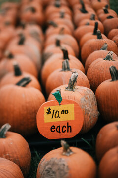 Pumpkin patch