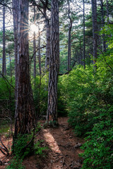 Sun breaking through the pine trees in the mountain forest
