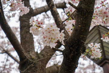 立本寺の境内の桜