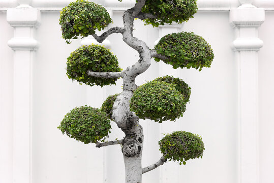 Tree with crooked trunk and green foliage