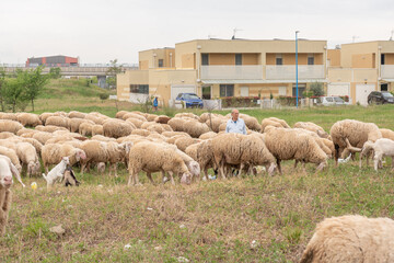 Sheep grazing in a row, in a meadow in Italy.