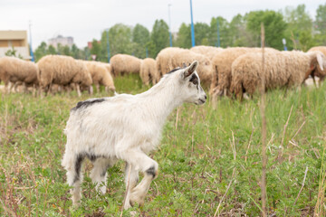 Obraz premium Front view of a baby goat facing the camera while grazing.