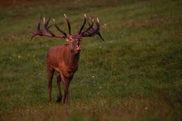 Red deer in the nature habitat during the deer rut