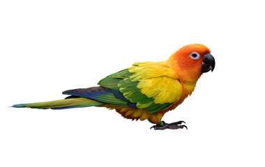 Fototapeta na wymiar sun parakeet (Aratinga solstitialis) also known in aviculture sun conure most lovely and beautiful small yellow parrot