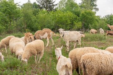 Obraz na płótnie Canvas Sheep and goats grazing in a mountain meadow.