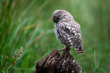 Portrait of a Little Owl (Athene noctua)