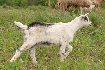 Front view of a baby goat facing the camera while grazing.
