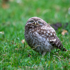 Portrait of a Little Owl (Athene noctua)