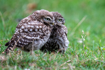 A pair of little owl (Athene noctua) siblings in grassland