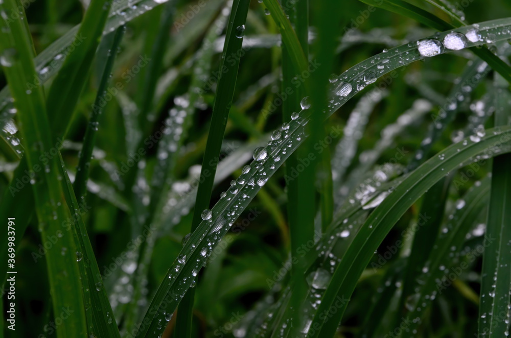 Wall mural Green grass with raindrops close - up
Drops of dew on the green grass. Raindrops on green leaves. Water drops in nature
