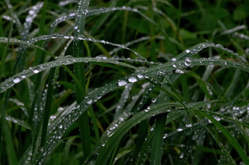 Green grass with raindrops close - up
Drops of dew on the green grass. Raindrops on green leaves. Water drops in nature
