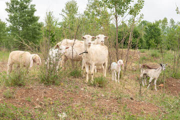 Obraz na płótnie Canvas Sheep and goat cubs in a meadow in the mountains.