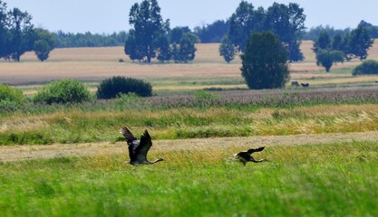 żurawie © Krzysztof