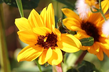 kleine gelbe Sonnenblume in Nahaufnahme