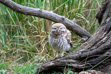 Portrait of a Little Owl (Athene noctua)