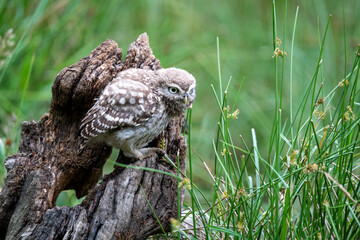 Portrait of a Little Owl (Athene noctua)